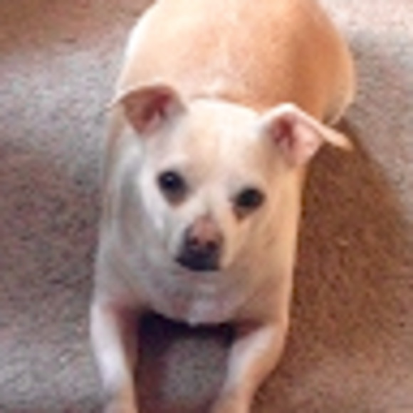 Meet your Posher, Lawree - Picture 1 of 1